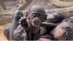 Luvrubux