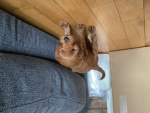 If you like, dogs join in