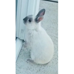 GoofyBunny Fan Club