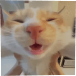 Doubao cat
