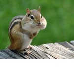 Chipmunk Gang