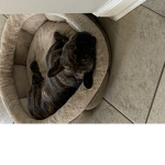 The over doggo