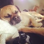 Pugs XD