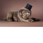 Top Hat Dogs