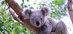 Koala Grove