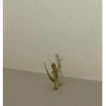 geckos noice server