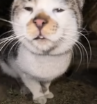 Ziddroops