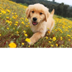dogs are amazing and cute