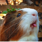 Guinea Pigs Lovertjess