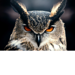 OWLS ZONE