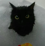 Catcee