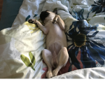 Pug Squad boys