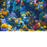 Fish,United
