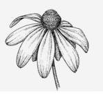 zahro flowers