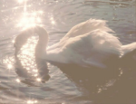 Angels Haven!