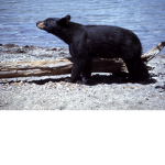 Black Bear Fans