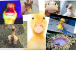 The Official Official Duck Group