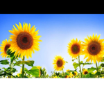 friendlysunflower