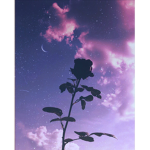 The Beautiful Rose