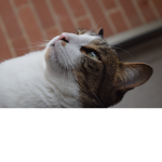 lollllll a cat gruop