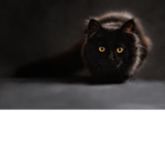ShadowDarkDemon