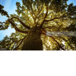 Oak Tree Hotel & Resort