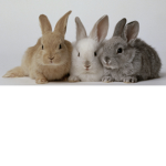 Cute - Bunnies