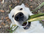 Dog:We love dogs