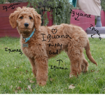 Puppy American