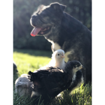cam and happy