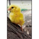 Ducky squad/group