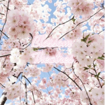 Blossom Theatres