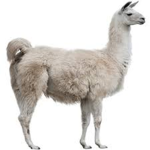 Ze Llama Fam