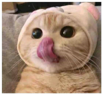 bella die cute softie