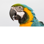 The parrot army group