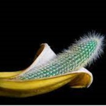 Cactus & Banana Studios