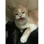 Cats are the most amazing