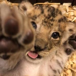 niklisa344 Group Thumbnail