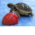 Turtle Empire Group