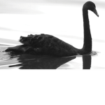 The Black Swan