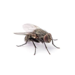 Mr. Fly’s peoples