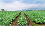 many tasty boiled cabbage