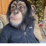 mentalmonkeys