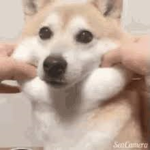 Doge Group 4 Life