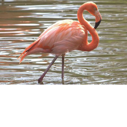 The flamingo bro's clothing's hangout