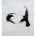 'ravens