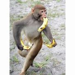 silly little monkeys!!!
