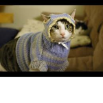 cutie cats