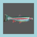 Bonito Shop