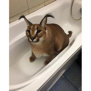 Raise A Floppa With 100 Players 